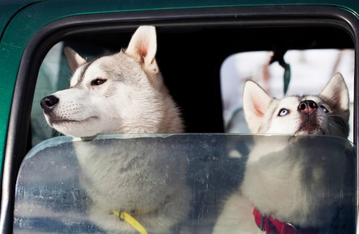 Mitos e fatos sobre cachorros: Descubra a verdade por trás das lendas caninas